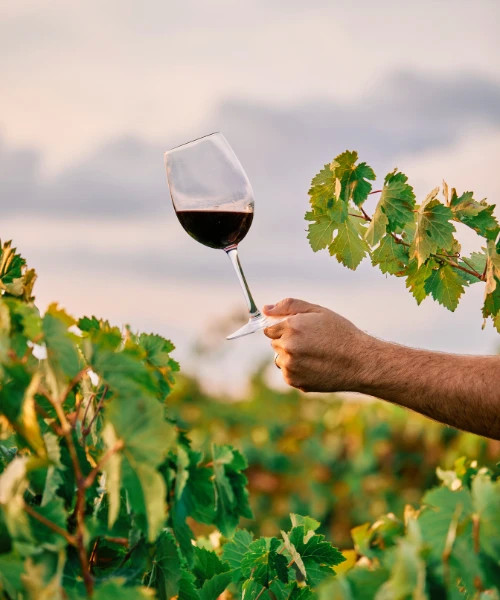 Kakheti Wine Tour 