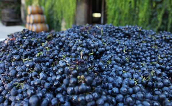 Kakheti Wine Tour 