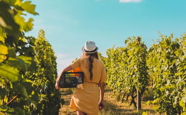 Kakheti Wine Tour 