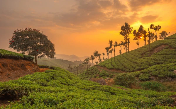 Discover Best of Kerala