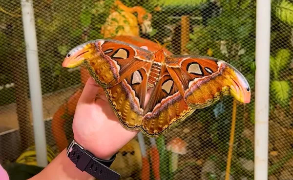 Butterfly Garden