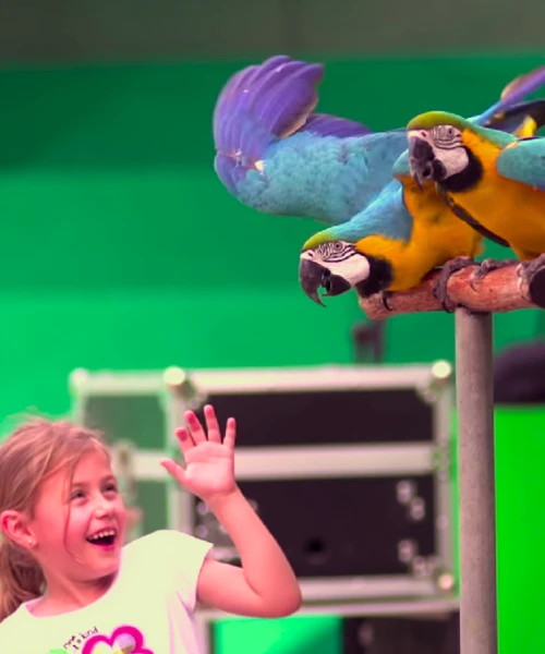 Bird show 