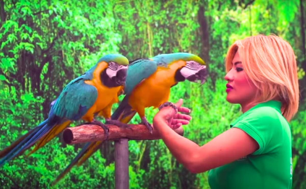 Bird show 