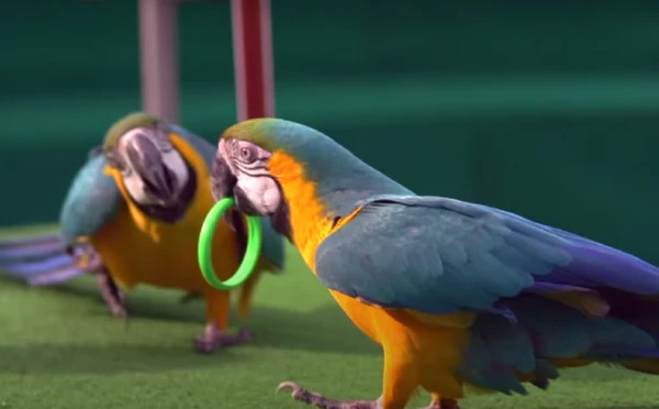 Bird show 