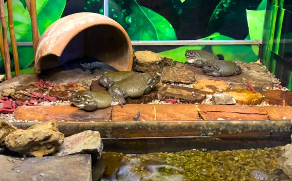 Baku Zoological Park 