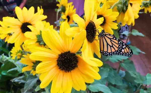 Butterfly Garden