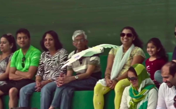 Bird show 