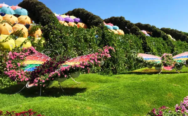Butterfly Garden