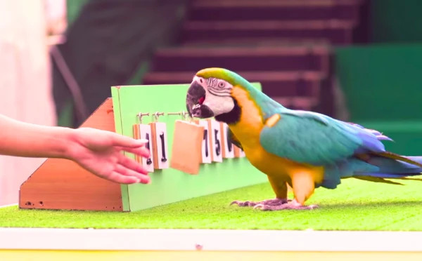 Bird show 