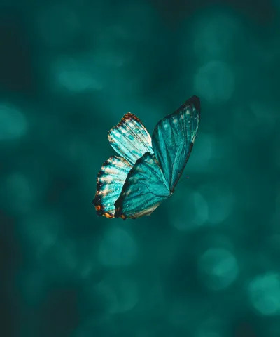 Butterfly Garden
